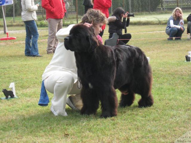 Фото: Mississippi Missouri Gea Midgnicht Lady