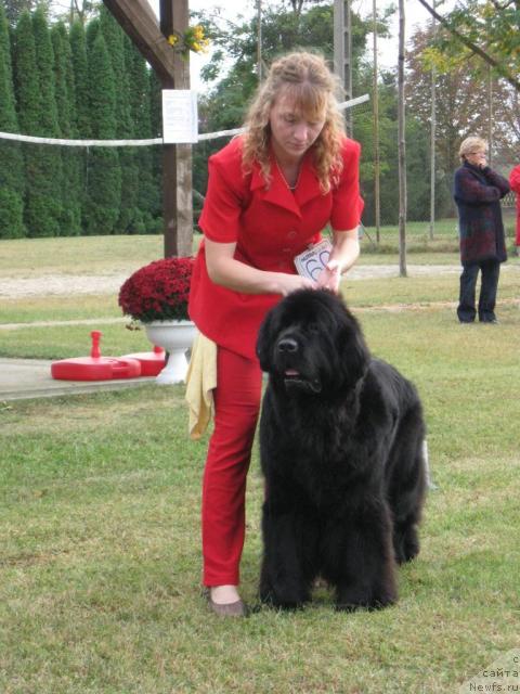 Фото: ньюфаундленд Midnight Lady's Ready Set Go