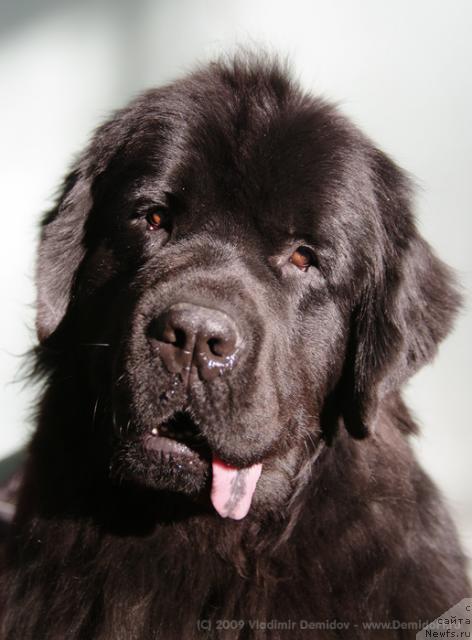 Фото: ньюфаундленд Aksess Denayd Top Sikret (Аксесс Денайд Топ Сикрет)