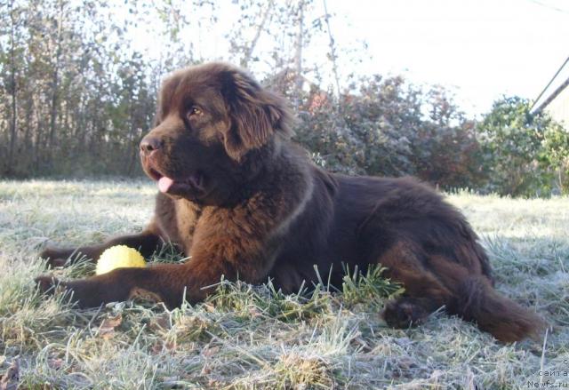 Фото: ньюфаундленд Krasota CHistogo Zolota (Красота Чистого Золота)