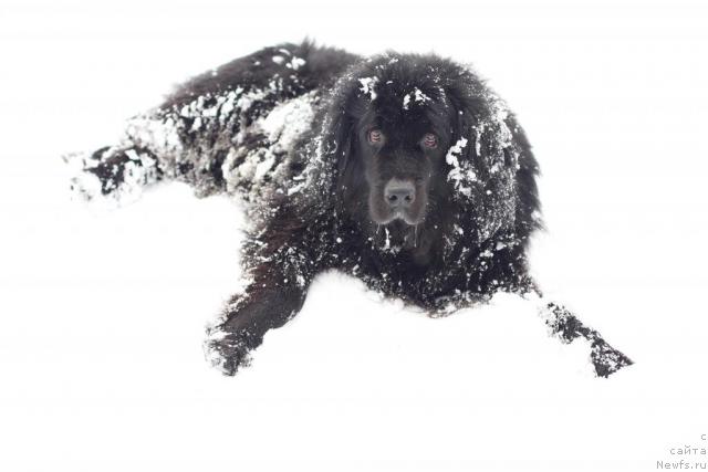 Фото: ньюфаундленд Vojdi Atlantidyi Gabbi (Вожди Атлантиды Габби)