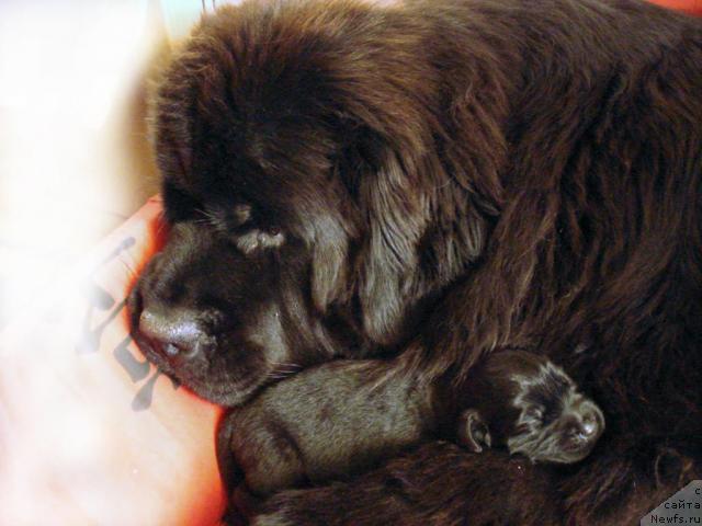 Фото: ньюфаундленд Potap Felicia (Потап Фелиция)