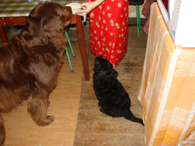 Фото: ньюфаундленд Lesnaya Skazka Izol'da (Лесная Сказка Изольда), ньюфаундленд Ygan s Toyanova Gorodka (Юган с Тоянова Городка)