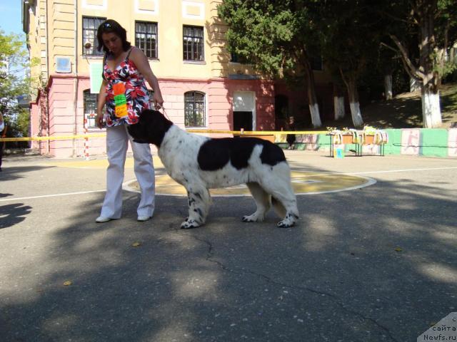 Фото: ньюфаундленд Don't Worry Be Happy de L'Etoile de Cyrice