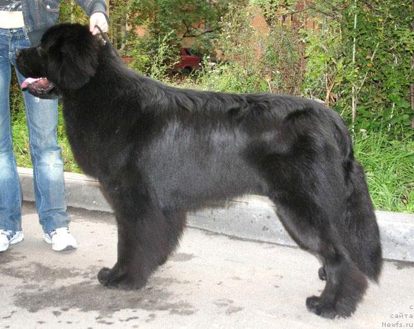 Фото: ньюфаундленд Drive Me Crazy of Apachee's Home