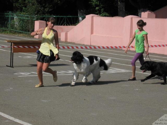 Фото: ньюфаундленд Don't Worry Be Happy de L'Etoile de Cyrice, Anastasiya Kormakova (Анастасия Кормакова)