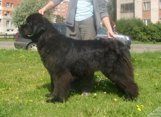 Фото: ньюфаундленд Beguschaya po Volnam Vyisshaya Liga (Бегущая по Волнам Высшая Лига)