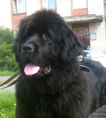 Фото: ньюфаундленд Beguschaya po Volnam Vyisshaya Liga (Бегущая по Волнам Высшая Лига)