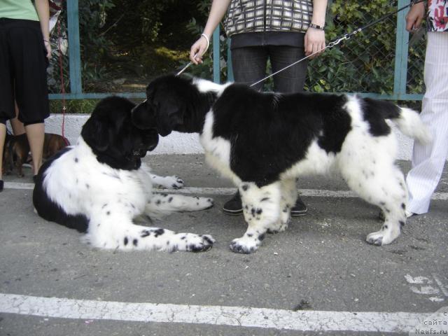 Фото: ньюфаундленд Piternyuf Play Boy (Питерньюф Плэй Бой)