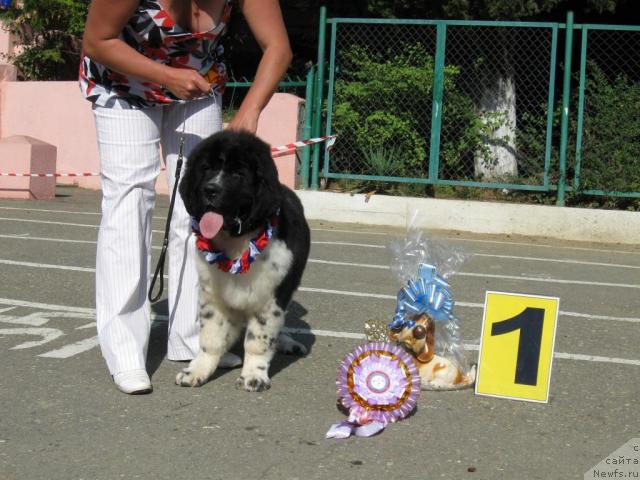 Фото: ньюфаундленд Piternyuf Play Boy (Питерньюф Плэй Бой)