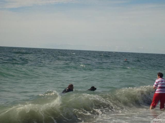 Фото: ньюфаундленд Formula Lyubvi ot Sibirskogo Medvedya (Формула Любви от Сибирского Медведя), YUriy Malev (Юрий Малев)