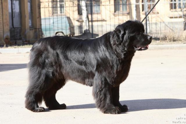 Фото: ньюфаундленд Smigar Iksiya Istoma (Смигар Иксия Истома)