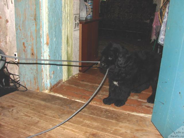 Фото: ньюфаундленд Ygan s Toyanova Gorodka (Юган с Тоянова Городка)