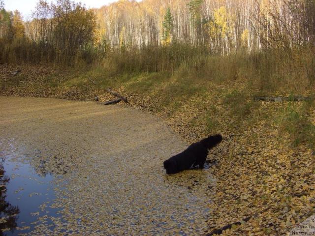 Фото: ньюфаундленд Akin Soul Sofiya (Акин Соул София)