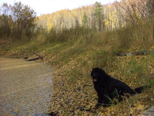 Фото: ньюфаундленд Lesnaya Skazka Lunnaya Sonata (Лесная Сказка Лунная Соната)