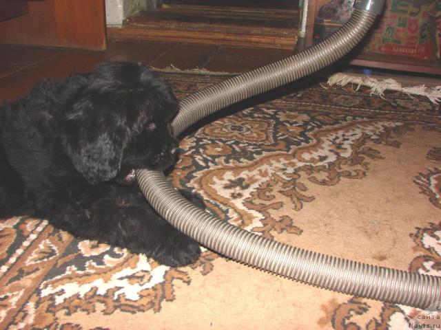 Фото: ньюфаундленд Ygan s Toyanova Gorodka (Юган с Тоянова Городка)