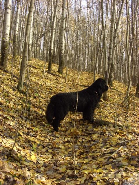 Фото: ньюфаундленд Akin Soul Sofiya (Акин Соул София)