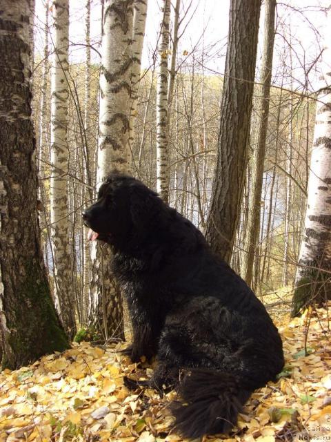 Фото: ньюфаундленд Lesnaya Skazka Lunnaya Sonata (Лесная Сказка Лунная Соната)