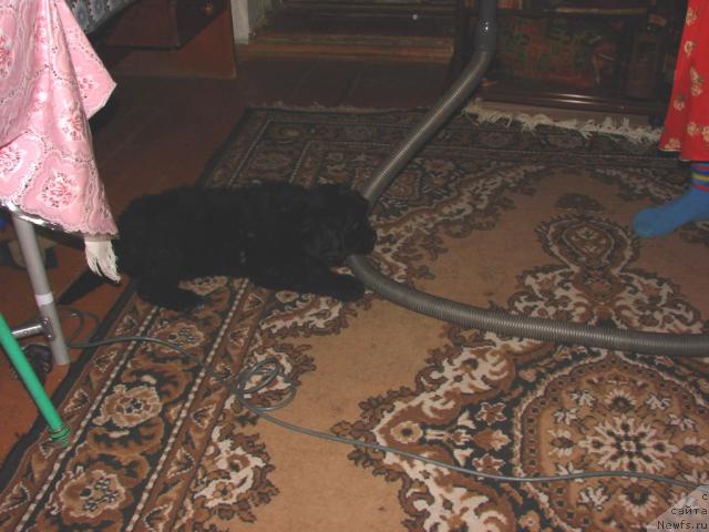 Фото: ньюфаундленд Ygan s Toyanova Gorodka (Юган с Тоянова Городка)