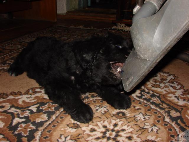 Фото: ньюфаундленд Ygan s Toyanova Gorodka (Юган с Тоянова Городка)