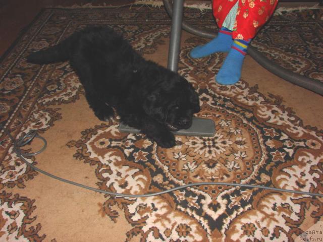 Фото: ньюфаундленд Ygan s Toyanova Gorodka (Юган с Тоянова Городка)