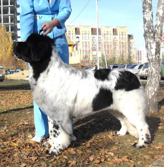 Фото: ньюфаундленд Keeper Soul Dar Moego Serdtsa Daniel (Кипер Соул Дар Моего Сердца Даниель)