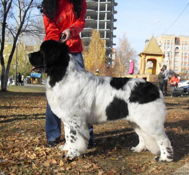 Фото: ньюфаундленд Keeper Soul Dar Moego Serdtsa Daniel (Кипер Соул Дар Моего Сердца Даниель)