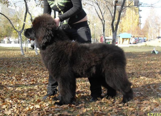 Фотография № 33227