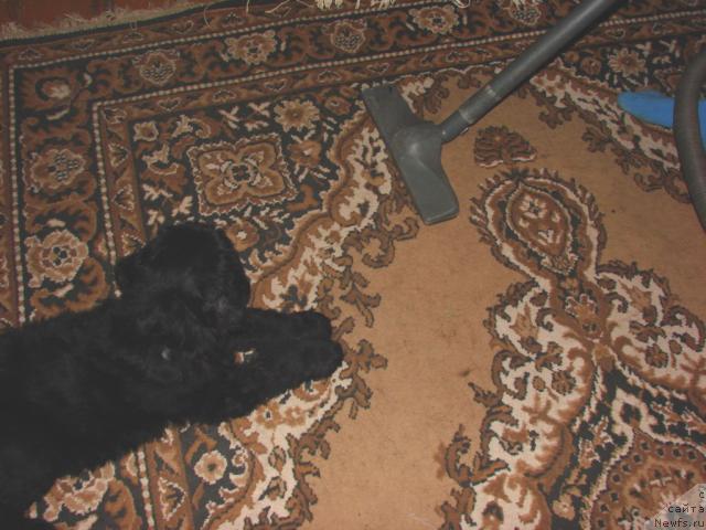 Фото: ньюфаундленд Ygan s Toyanova Gorodka (Юган с Тоянова Городка)