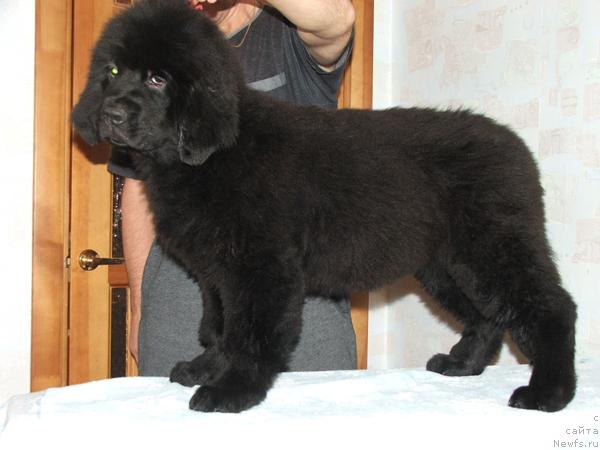 Фото: ньюфаундленд Plyushevaya Panda Roz-Mari (Плюшевая Панда Роз-Мари)