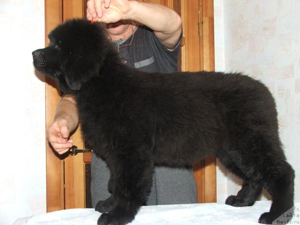 Фото: ньюфаундленд Plyushevaya Panda Reychel (Плюшевая Панда Рейчел)