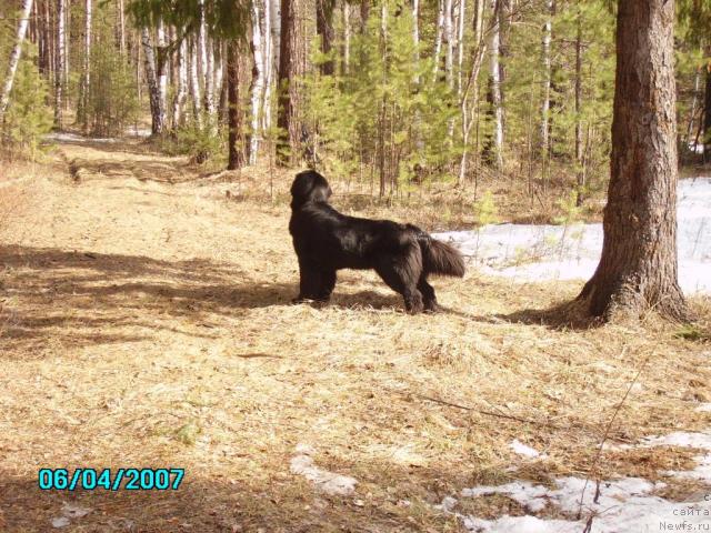 Фото: ньюфаундленд Mag Ispolin Ejevika (Маг Исполин Ежевика)