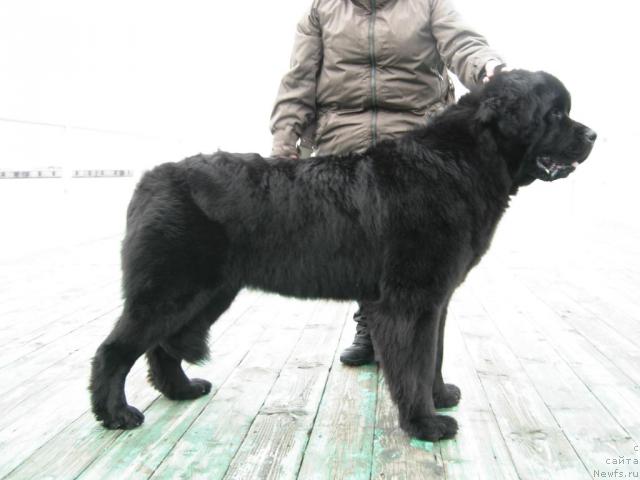 Фото: ньюфаундленд Smigar Imperiya Strasti (Смигар Империя Страсти)