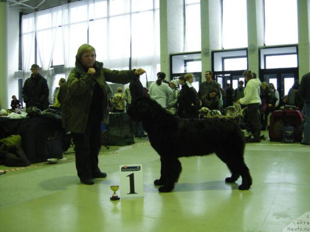 Фото: ньюфаундленд Smigar Imperiya Strasti (Смигар Империя Страсти)