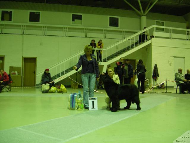 Фото: ньюфаундленд Fairweathers Rare and Precious