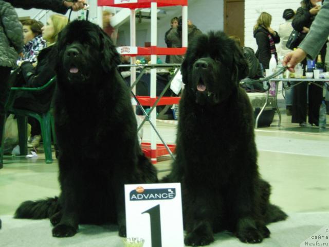 Фото: ньюфаундленд Smigar Imperiya Strasti (Смигар Империя Страсти), ньюфаундленд Smigar Nansen Neustrashimy (Смигар Нансен Неустрашимый)