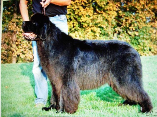 Фото: ньюфаундленд Darbydales Smart Alec