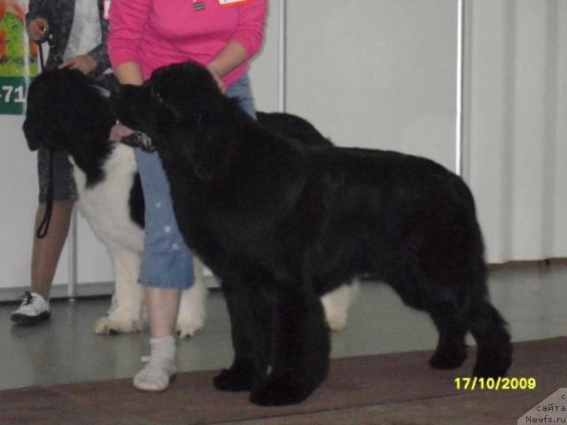 Фото: ньюфаундленд King of Helluland Good Friend