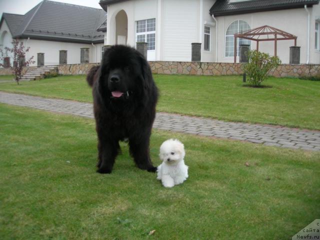 Фото: ньюфаундленд Duty Free of Apachee's Home, Sevka