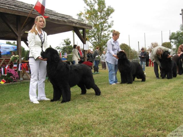 Фото: ньюфаундленд Captain Crush Logrus, ньюфаундленд Midnight Lady's Voodoo Priest
