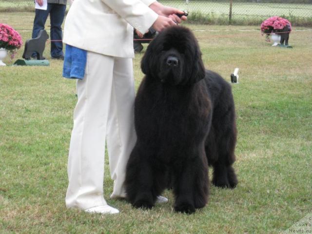Фото: Ciara Mississippi-Missouri Faundland
