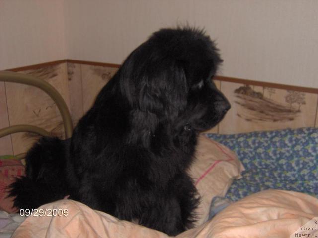 Фото: ньюфаундленд Toptyijka Nikoletta (Топтыжка Николетта)