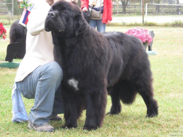 Фото: ньюфаундленд Favourite Style Giant's Island