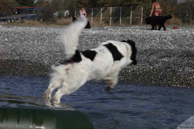 Фото: ньюфаундленд YUmma iz Unikal'noy Kollekcii (Юмма из Уникальной Коллекции)