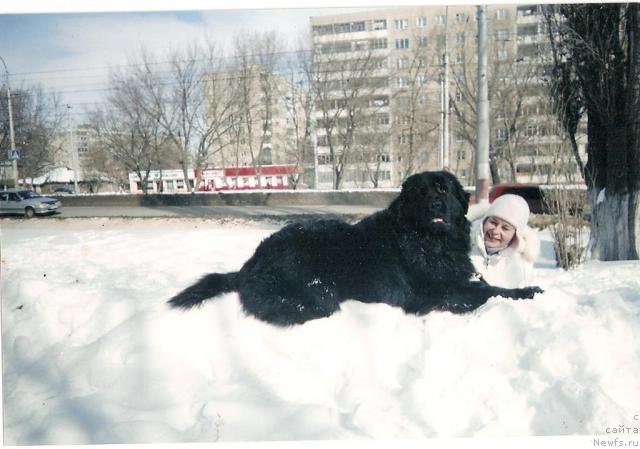 Фото: ньюфаундленд YUnona iz Zolotogo Treugol'nika (Юнона из Золотого Треугольника)