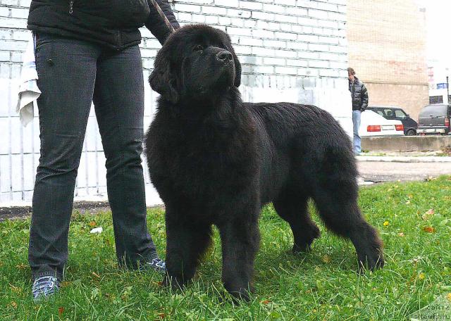 Фото: ньюфаундленд Midnight Lady's All You Need (Midnight Lady's All You Need)