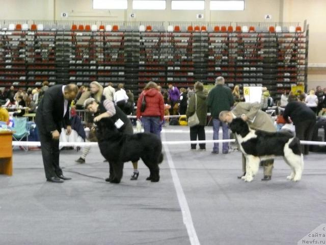 Фото: ньюфаундленд Black Imp Fortunate Feita Feebe, ньюфаундленд Zidan Clark Zvezdnij Dar