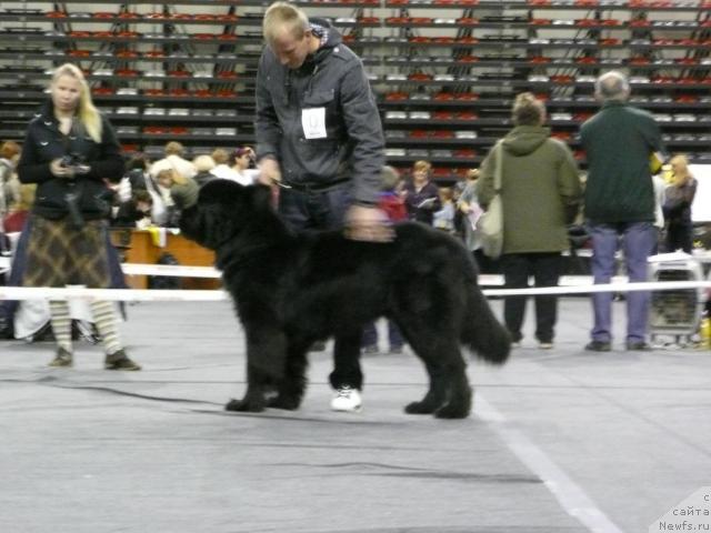 Фото: ньюфаундленд Gasas Sirdute