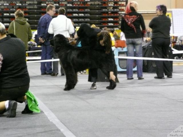 Фото: ньюфаундленд Zara Clark Zvezdnij Dar