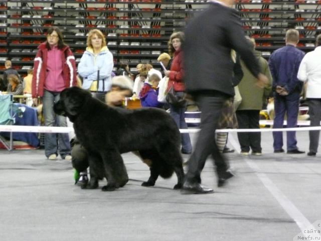 Фото: ньюфаундленд Black Imp Fortunate Feita Feebe